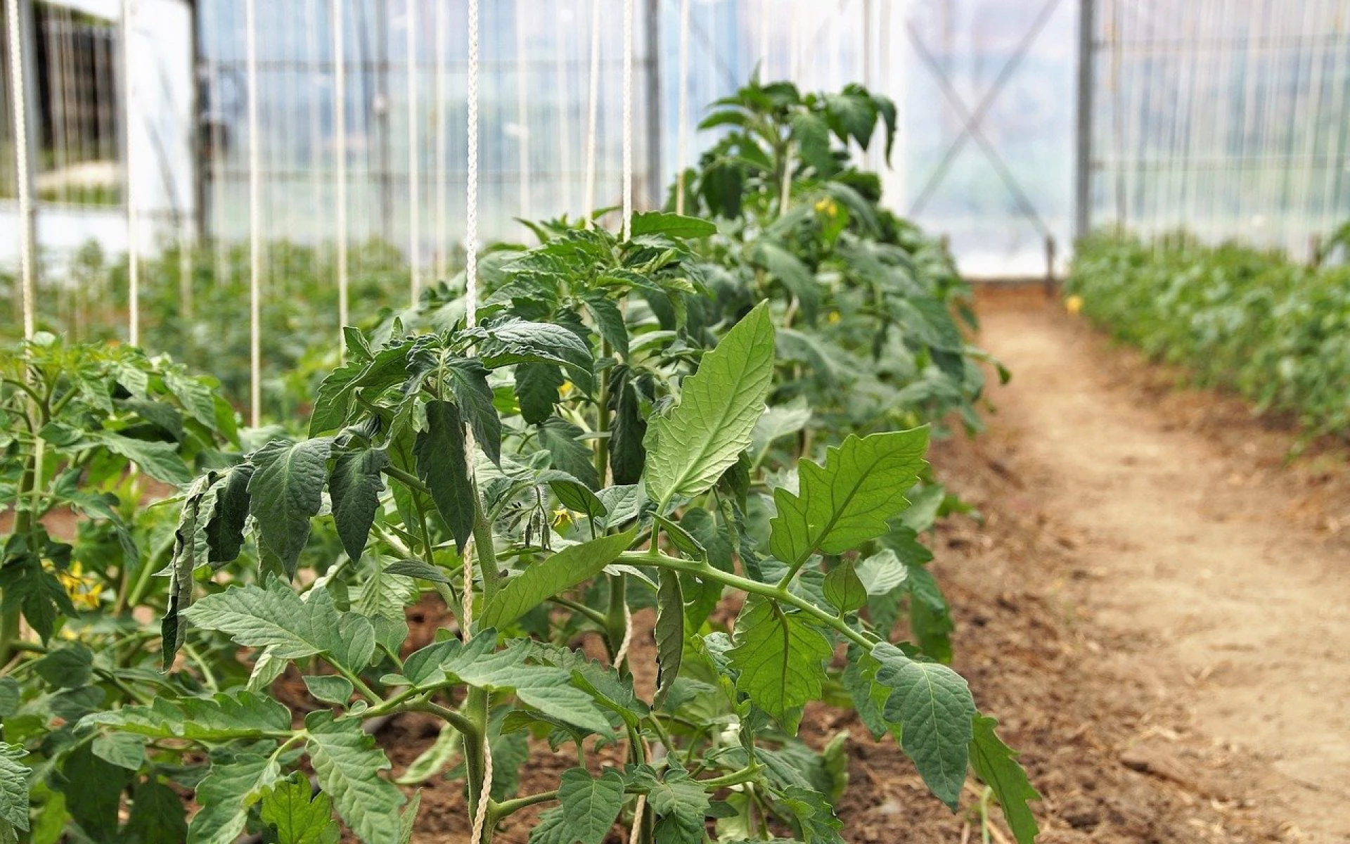 Nejlepší hnojivo pro sazenice rajčat, po kterém budou silné, zdravé a úroda bude bohatá