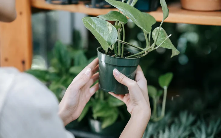 Ruce držící pokojovou rostlinu