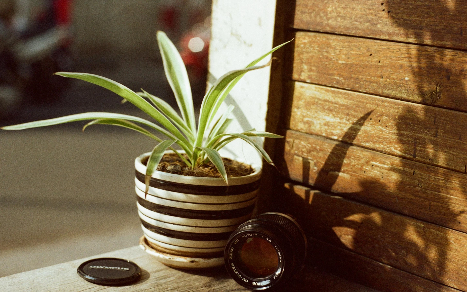 Ideální a nenáročné pokojové rostliny vhodné pro alergiky a astmatiky