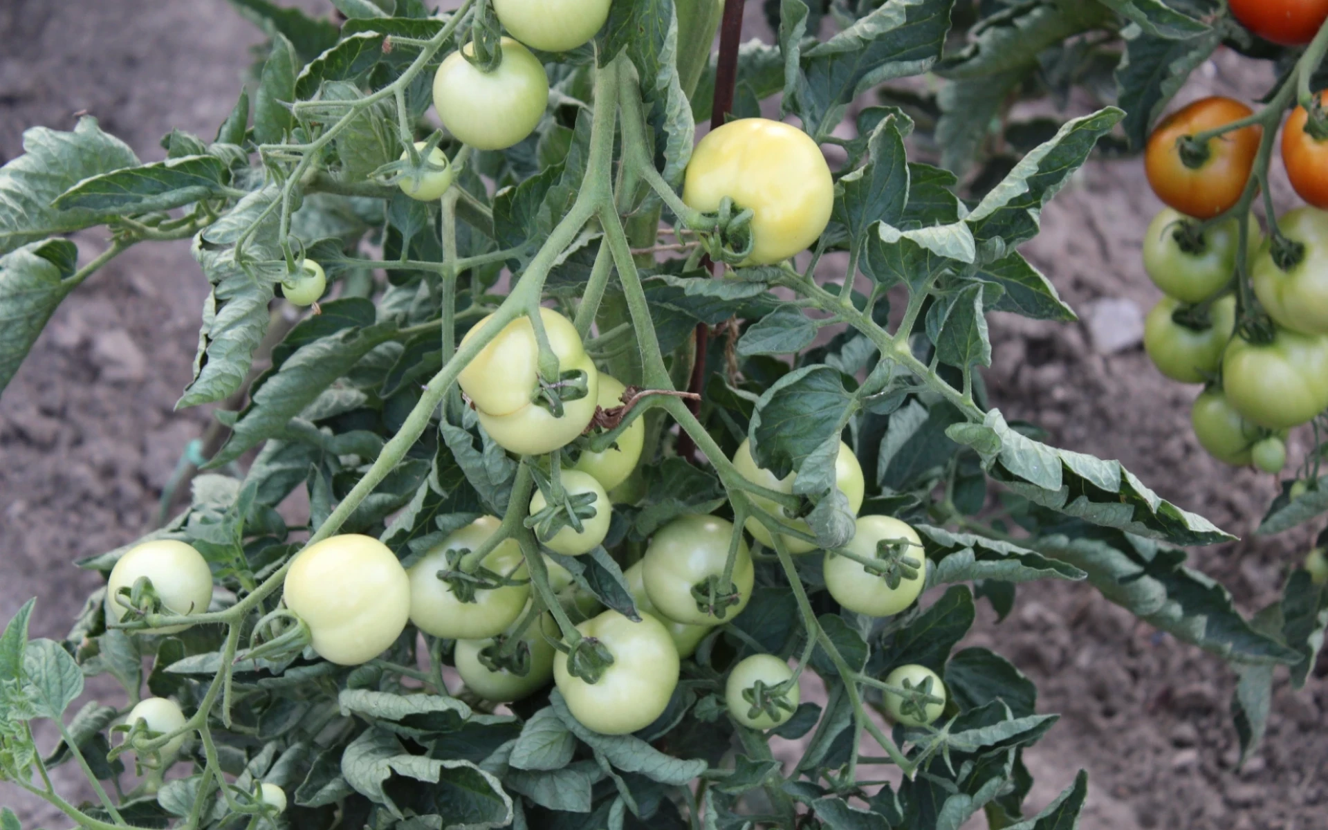 Jak urychlit zrání rajčat, abychom sklidili co největší úrodu