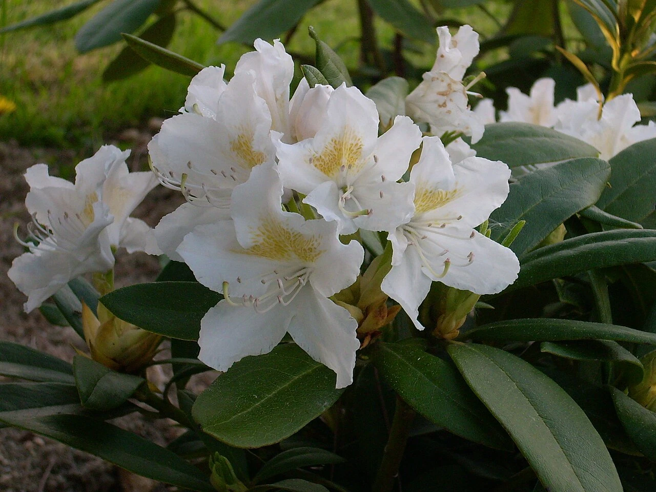 Rododendron