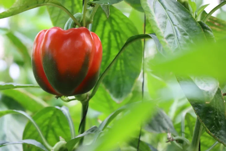 Červená paprika Červená paprika na rostlině