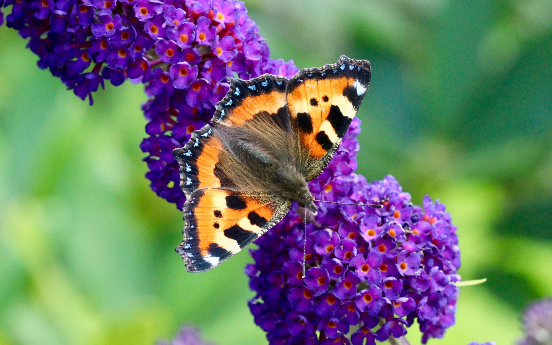 Které keře stříhat na podzim? A které nestříhat, aby příští rok bohatě kvetly?