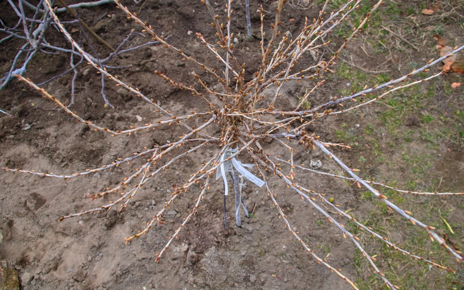 Keř rybízu připravený na jarní postřik