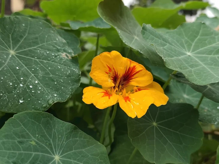 Lichořeřišnice je vhodné zasadit k okurkám