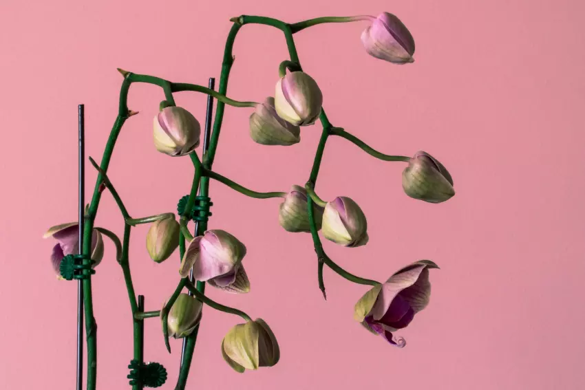 orchidej