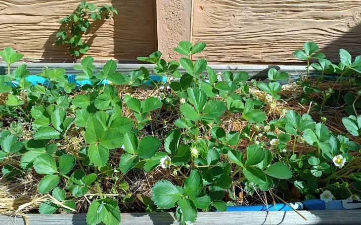 Jahody v nádobě na dvoře