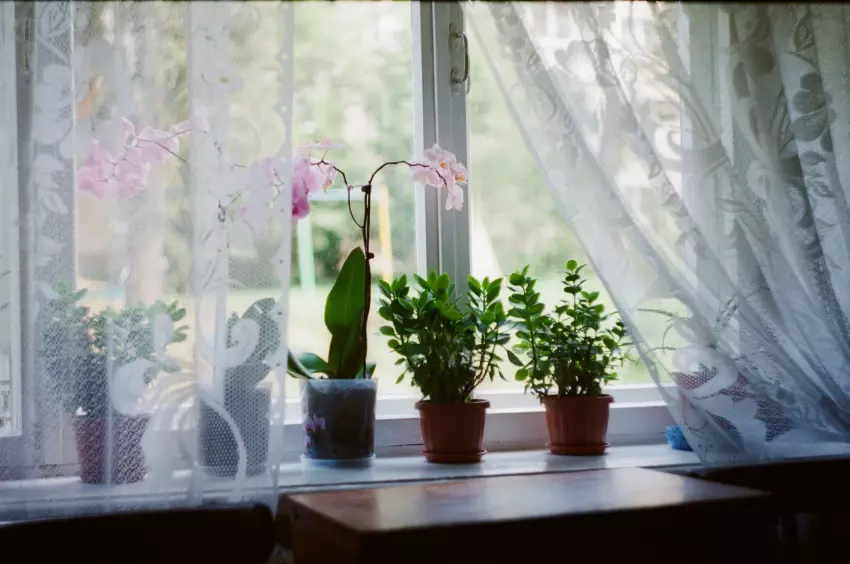 orchidej