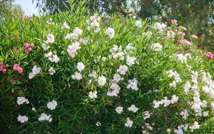 Oleandr s květy a zelenými listy