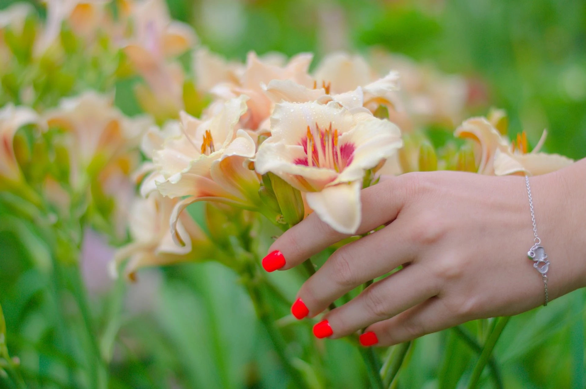 Pěstování frézií: Jak na pěstování rostlin, které rozzáří jakýkoli záhon?