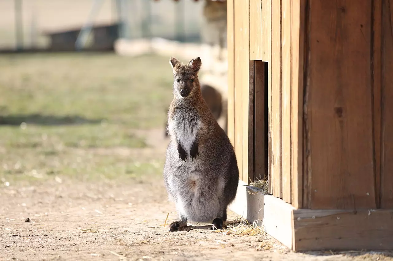 Procházka podél dolního toku Vltavy nabízí bohatý doprovodný program