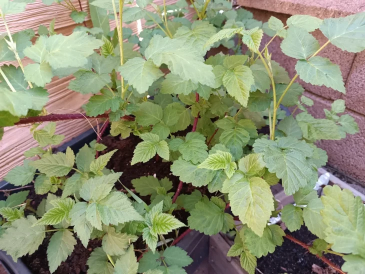 Maliny pěstované v nádobě