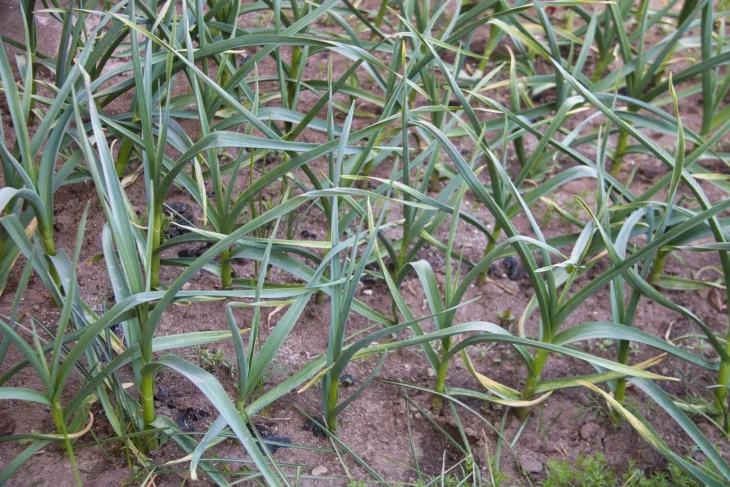 Česnek Česnek na záhonu