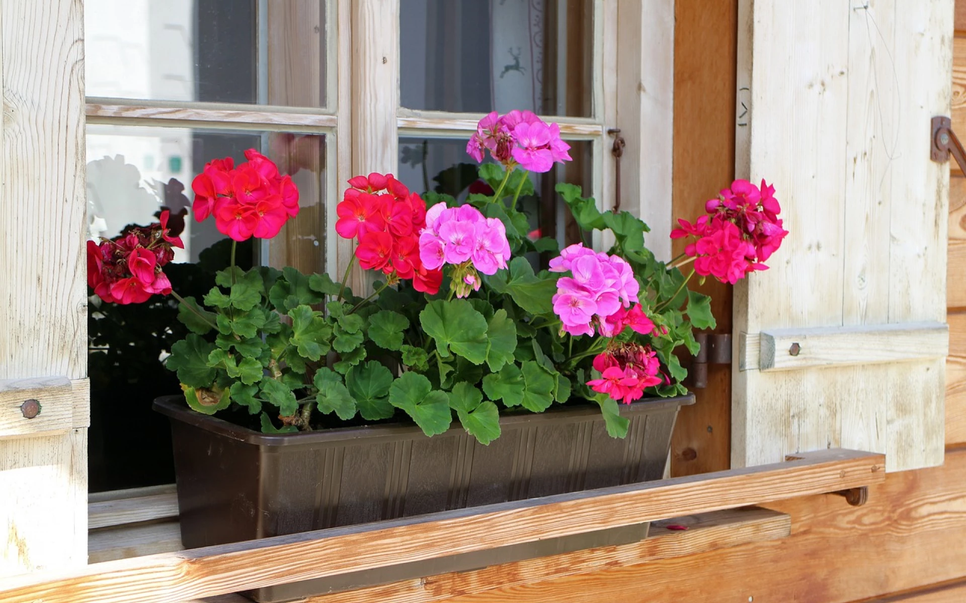 Čas hnojení muškátů je tu. Hnojivo z domácích zdrojů zajistí zdraví rostlin i bohaté květy