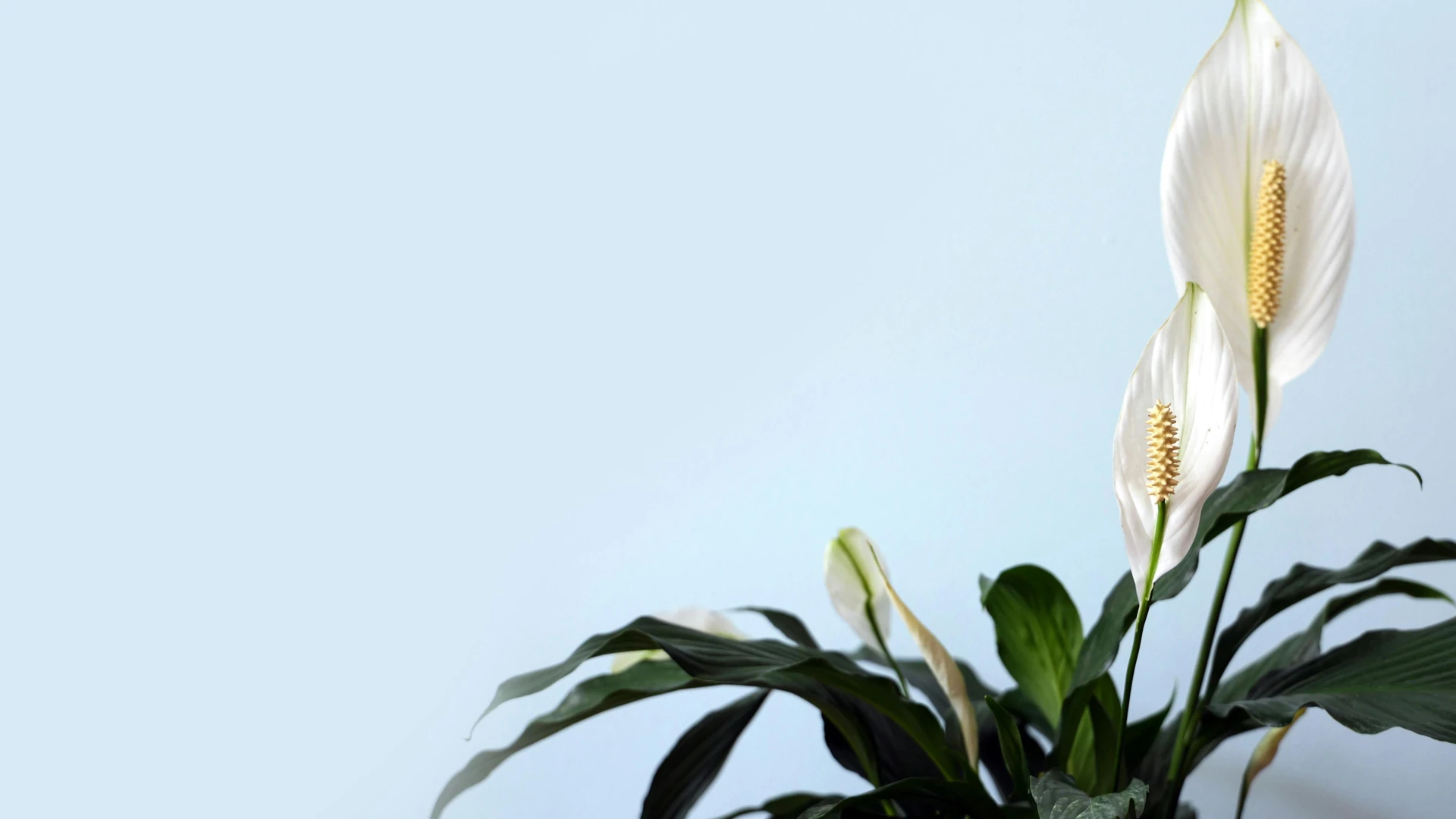 Proč lopatkovec nekvete: Čím ho povzbudit ke kvetení a jak zajistit krásně zelené listy