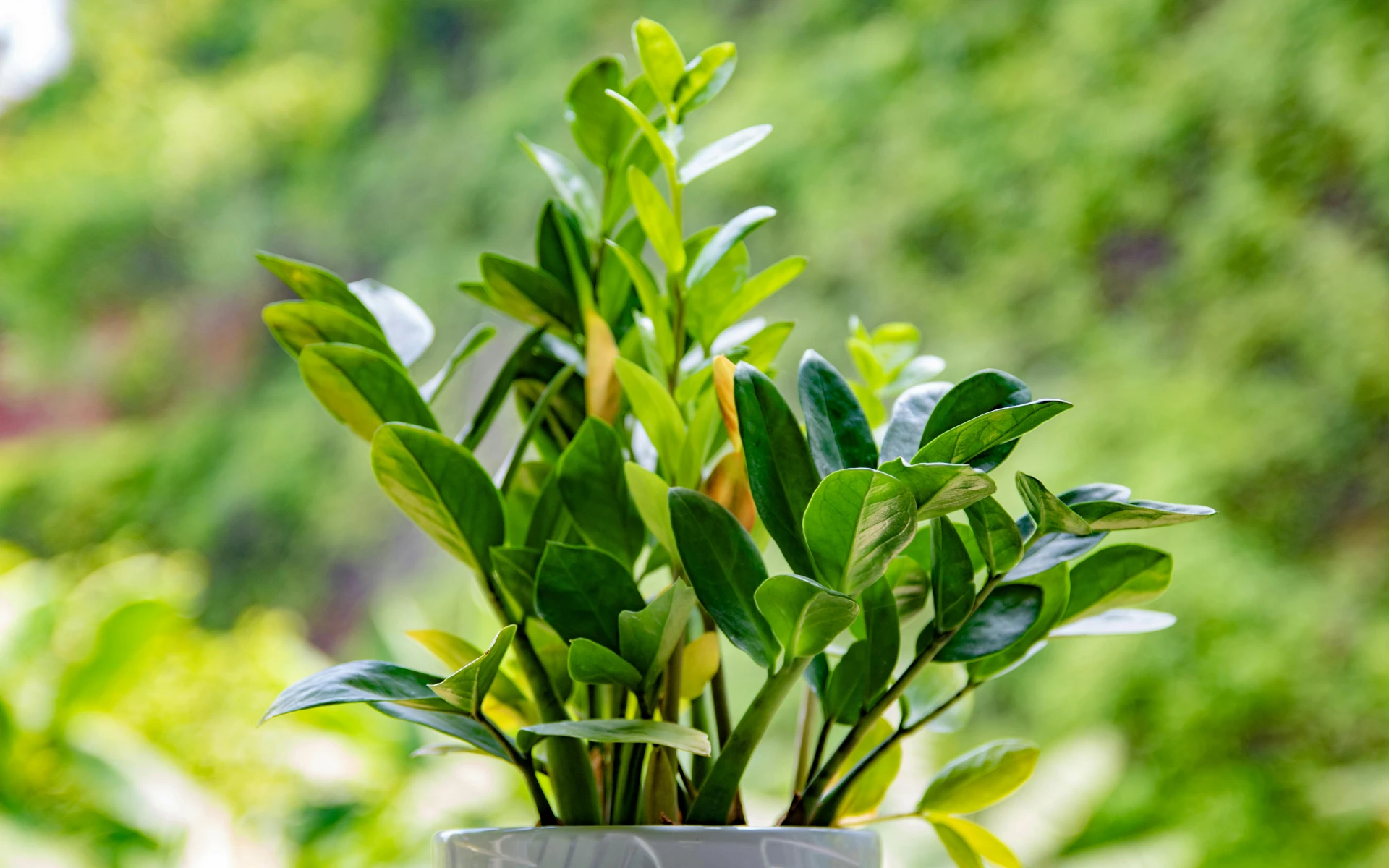 Zamiokulkas: Jak ho podpořit v růstu a přimět ke kvetení? Stačí znát pár jednoduchých triků