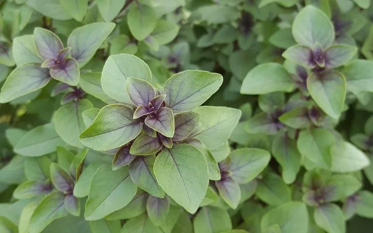 Bazalka posvátná pěstování ze semen