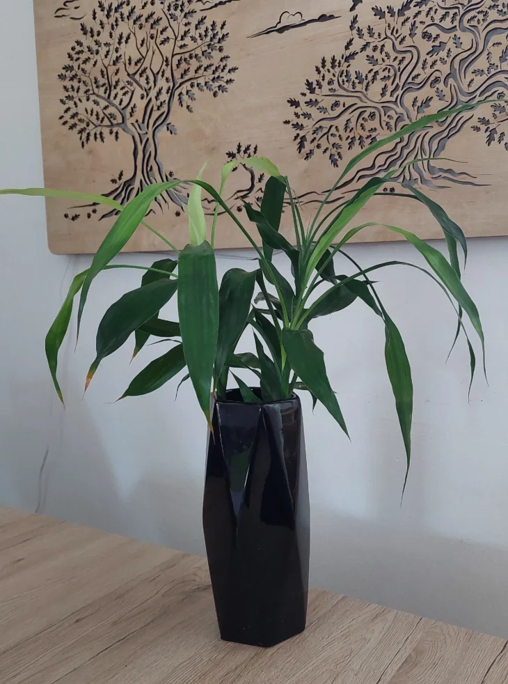 Šťastný bambus: zelené štěstí do vázy i květináče Šťastný bambus: zelené štěstí do vázy i květináče