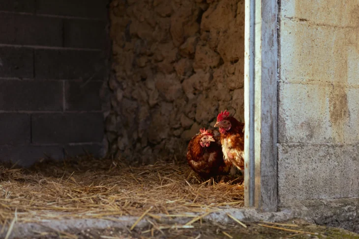 Slepice v kurníku na seně