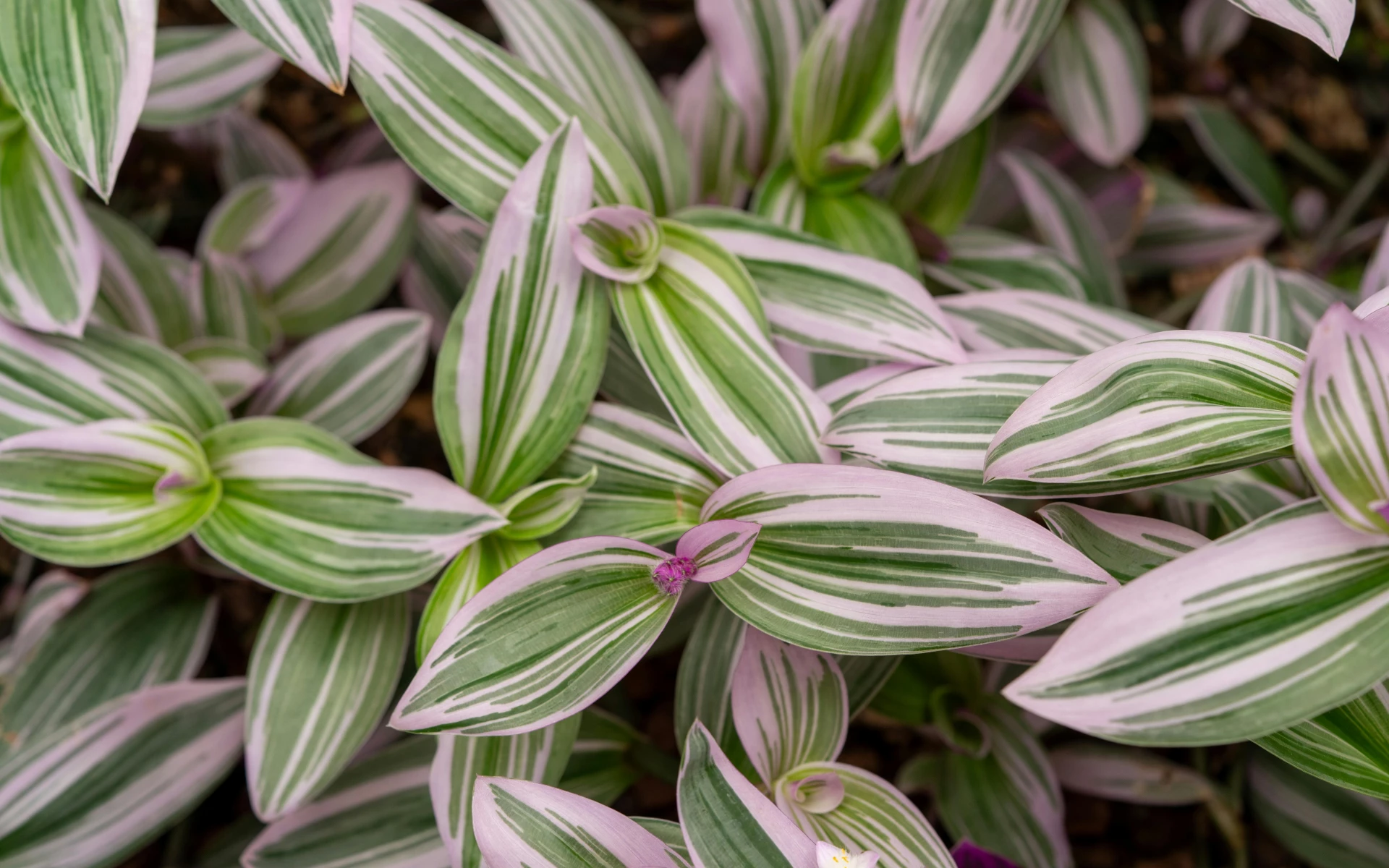 Pěstování voděnky má několik zásadních pravidel, dodržte je a poroste vám před očima