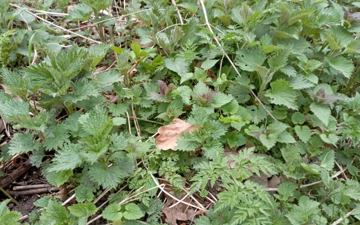 Kopřivy na zahradě mají bohaté využití