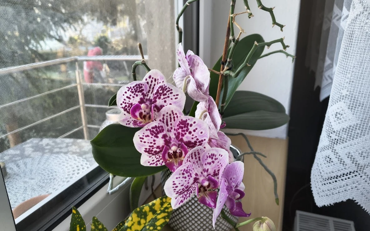 Orchidej Phalaenopsis s krásnými květy