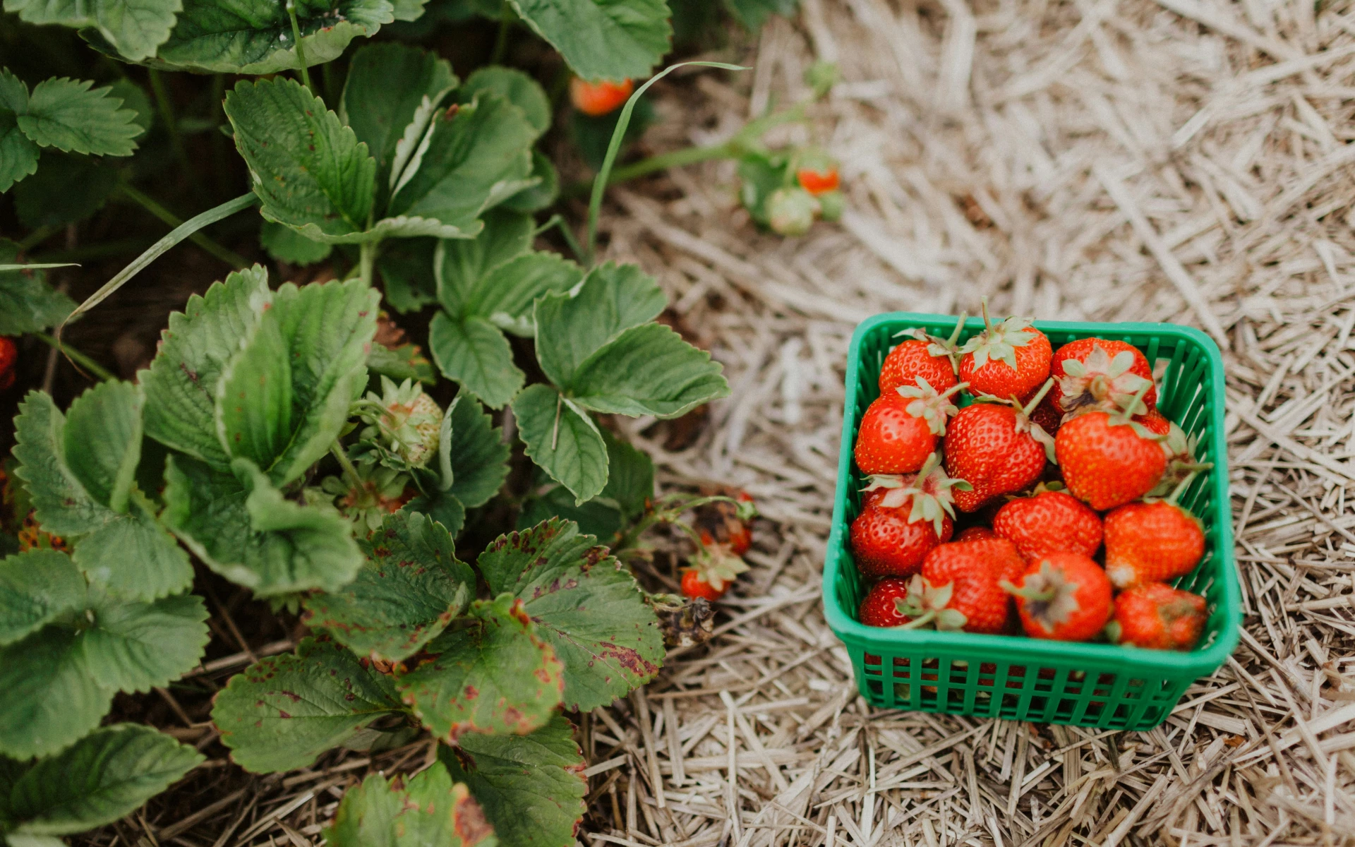 Jak pečovat o jahodníky po sklizni? Nezanedbejte jejich péči, abyste se příští rok těšili z bohaté úrody