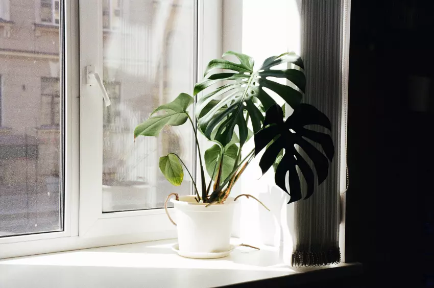 monstera