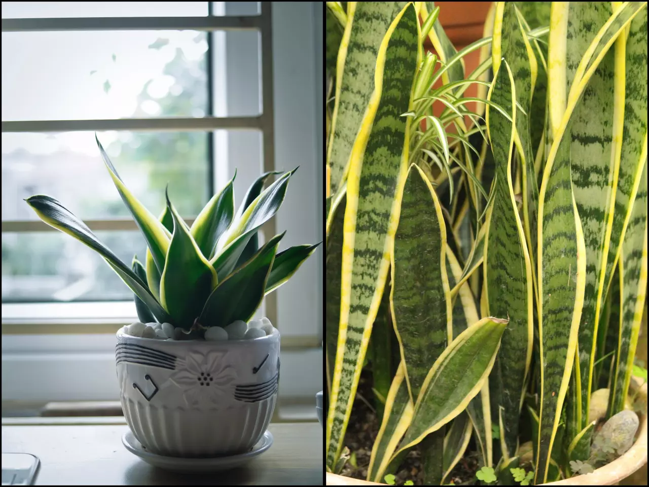 Tchynin jazyk je nenáročná rostlina, ale tyto chyby ji ničí a brání v růstu