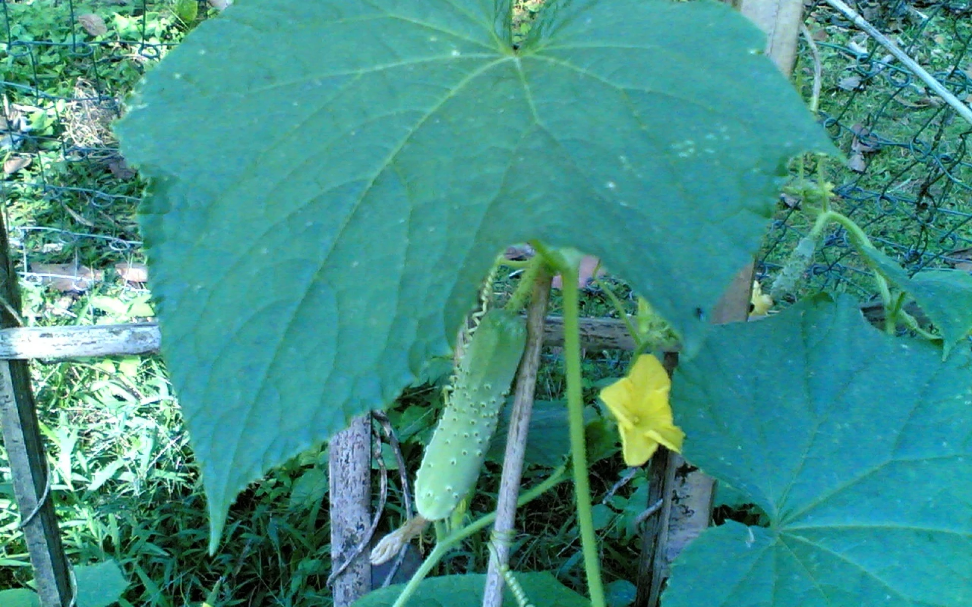 Hnojivo na okurky, které používaly i naše babičky. Připravte ho správně a těšte se ze silných a odolných rostlin
