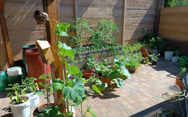 Rostliny v nádobách na dvoře