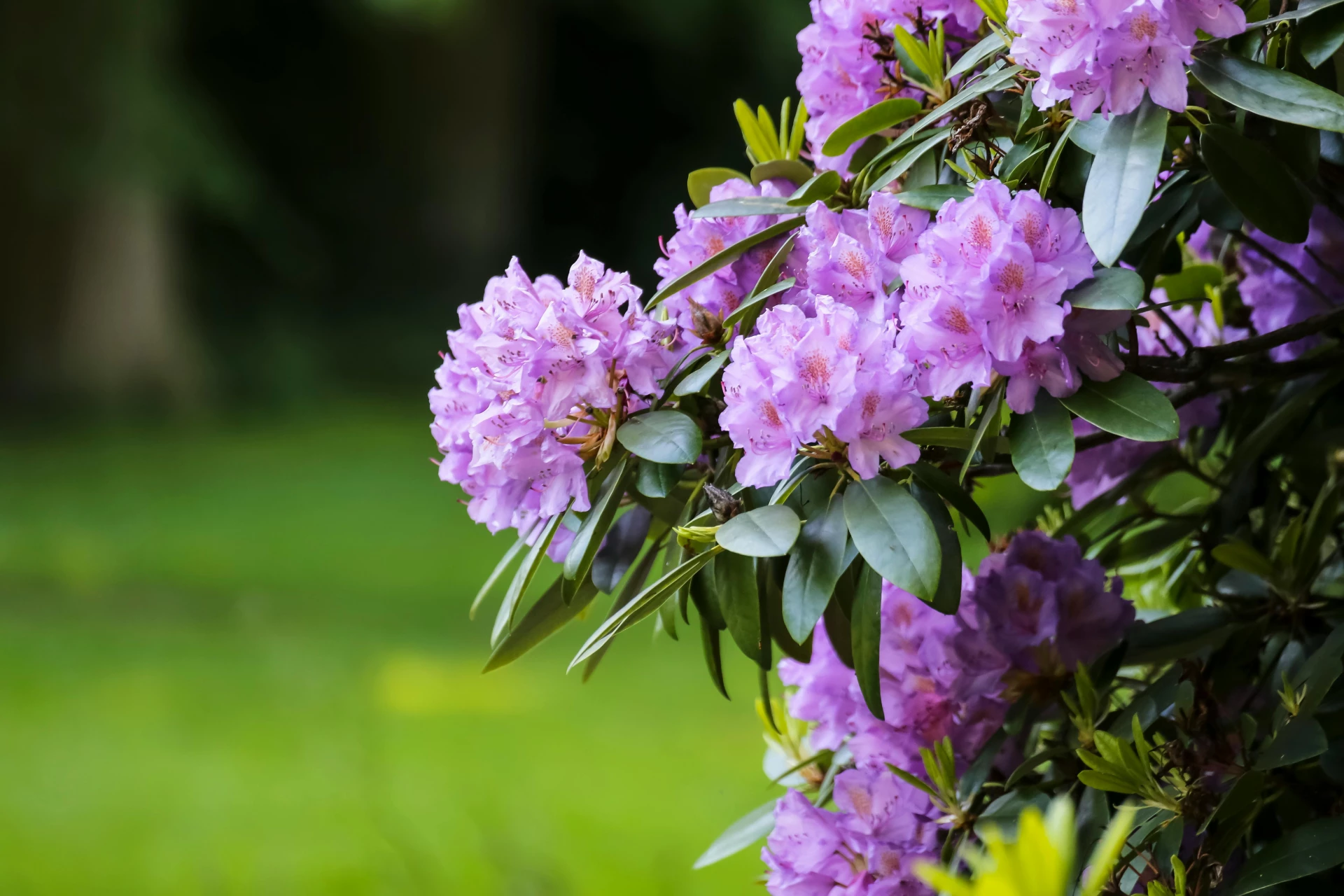 Rododendron Rododendron