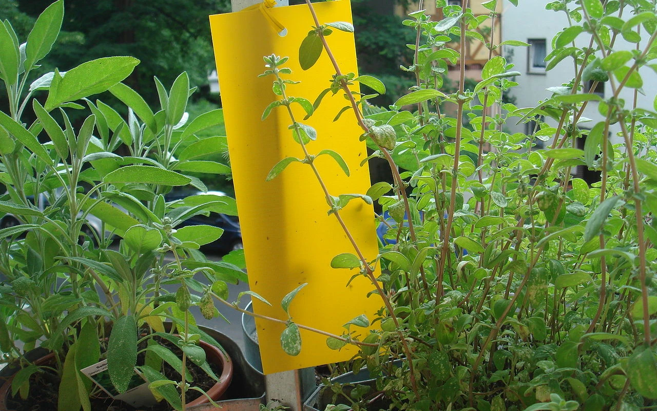 Černé mušky v květináči nepodceňujte: Proč se objevují, jak se jich zbavit a ochránit rostliny