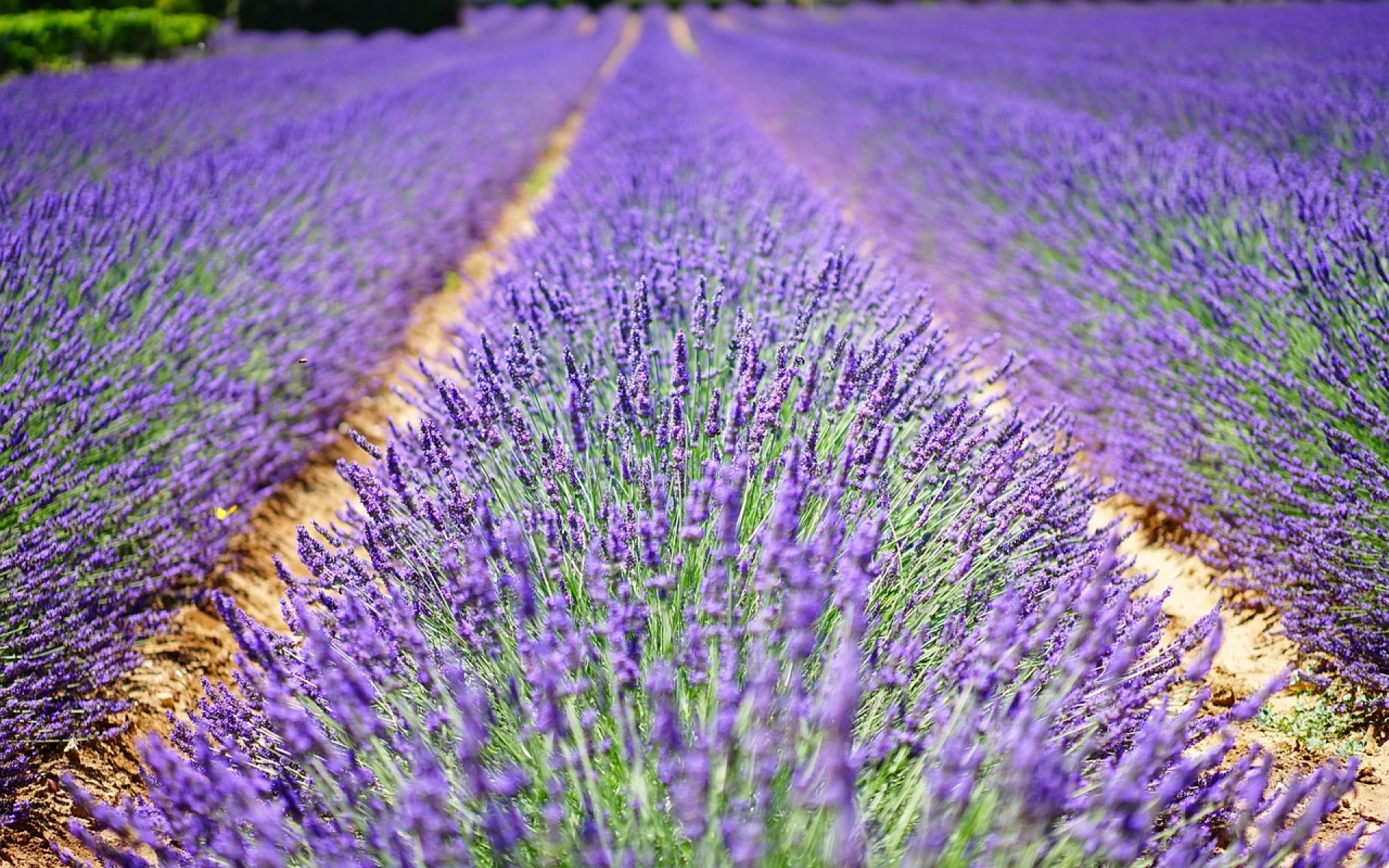 Ze zahrady na talíř: Přínosy levandule a nevyčerpatelné možnosti použití od masa až k moučníku