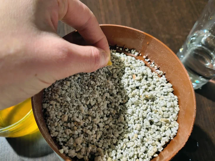 Výsev semen do perlitu