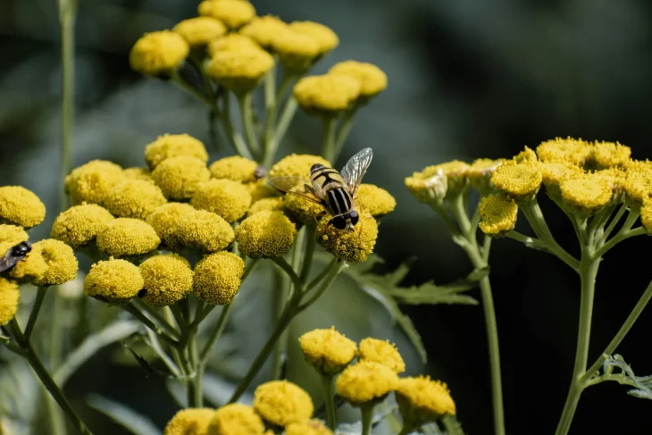 Vratič obecný pomůže na zahradě s mšicemi i slimáky