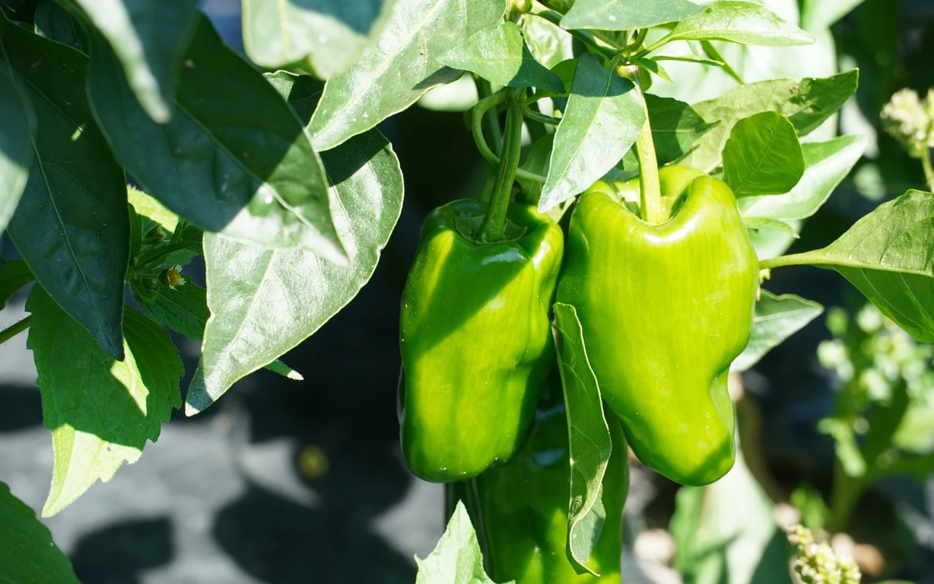 Opadávání květů u paprik: Na vině je více příčin, nečekejte a chraňte úrodu