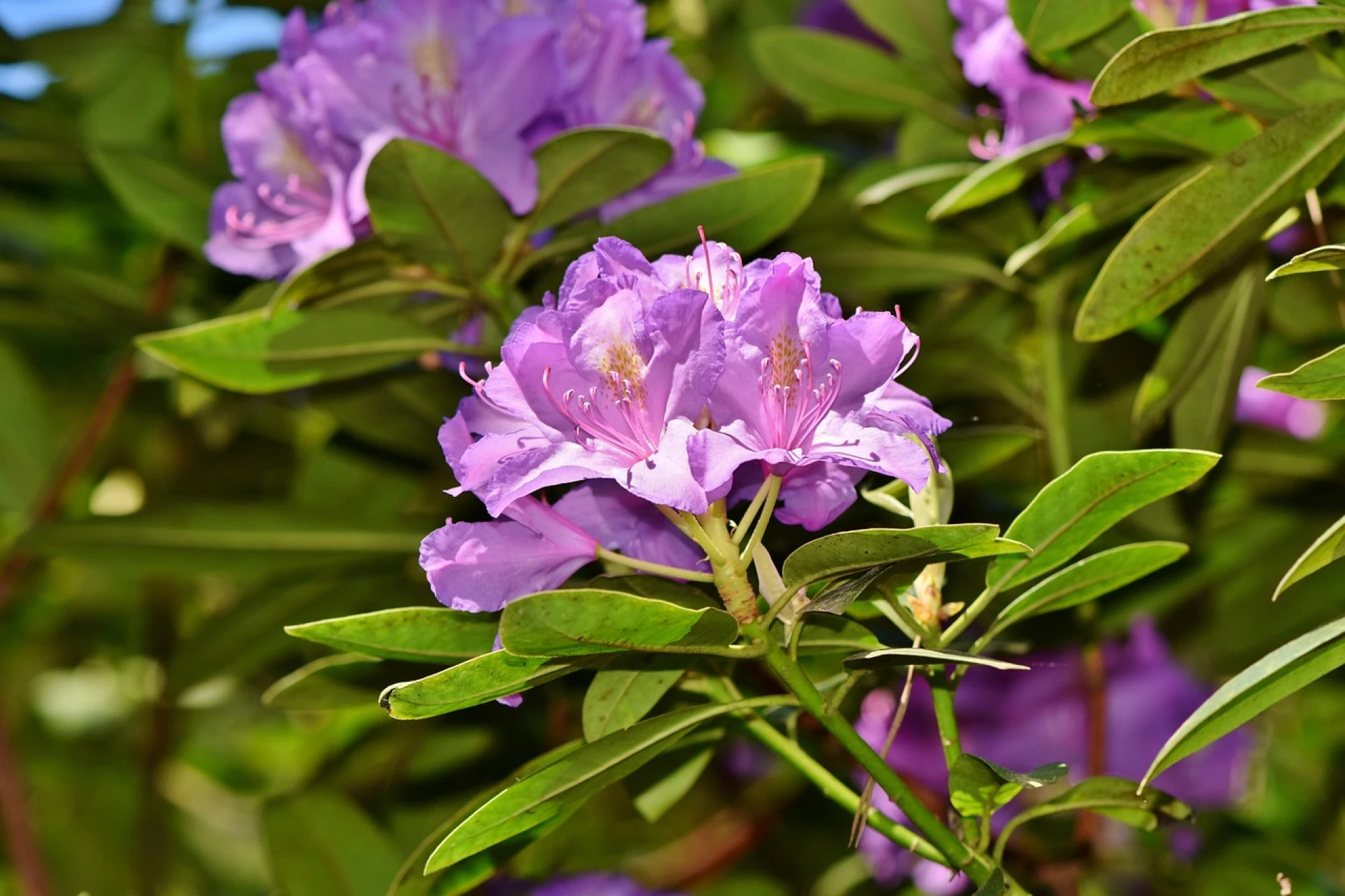 Rododendron