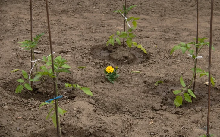 Záhon se sazenicemi rajčat a aksamitníkem