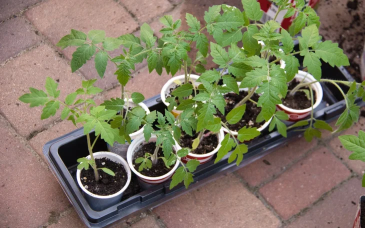 Vytáhlé sazenice rajčat je potřeba přesadit a otužovat he