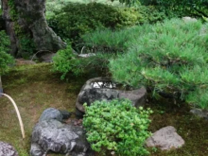 Jehličnany s pítkem pro ptactvo.