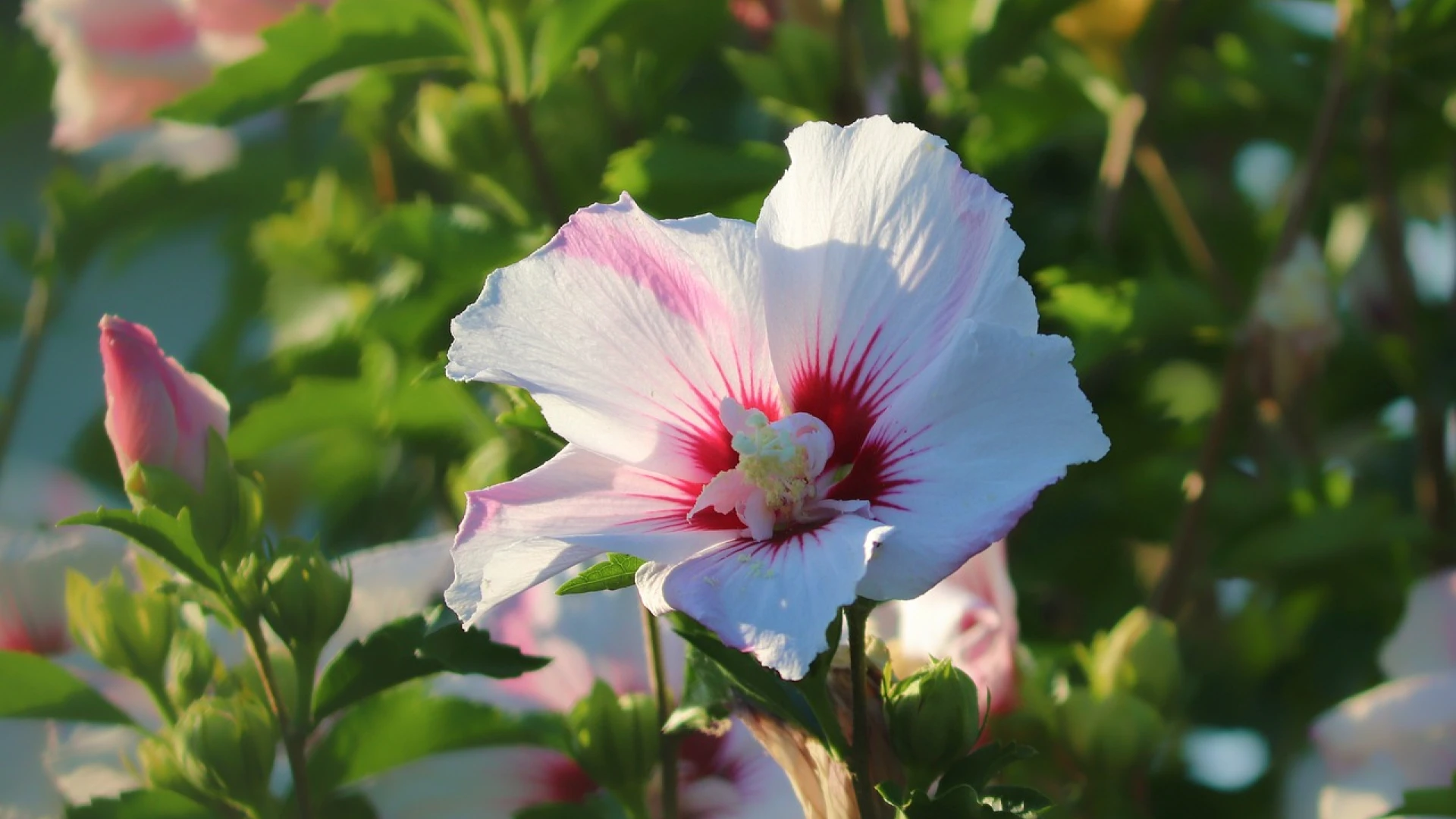 Jak a kdy stříhat ibišek, abychom ho podpořili v bohatém kvetení? Dodržte základní kroky