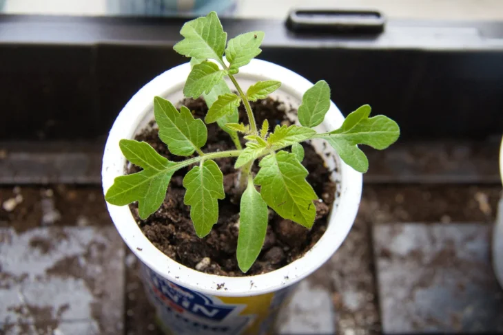 Sazenice rajče s pravými listy