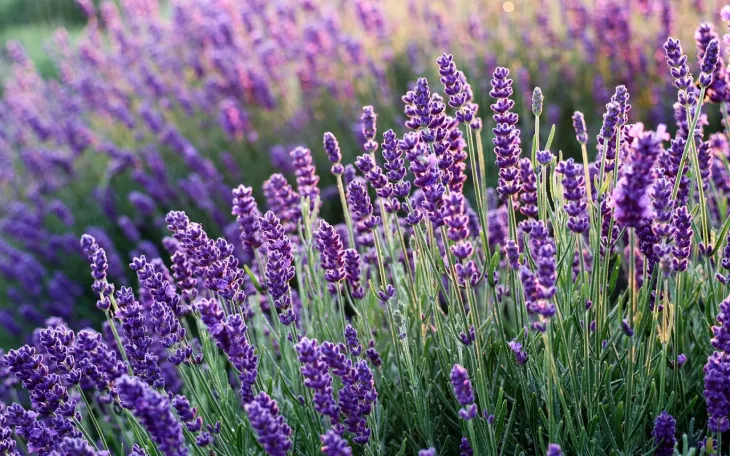 Levandule