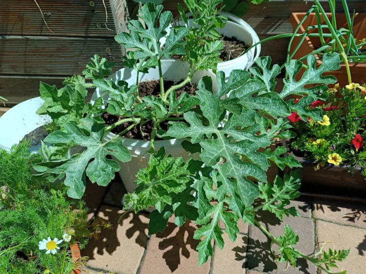 Pěstování melounu v nádobách