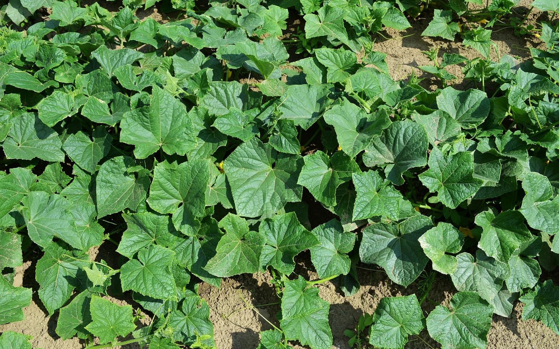 Účinný postřik proti plísni na okurkách a rajčatech aplikujte již nyní, ochrání úrodu