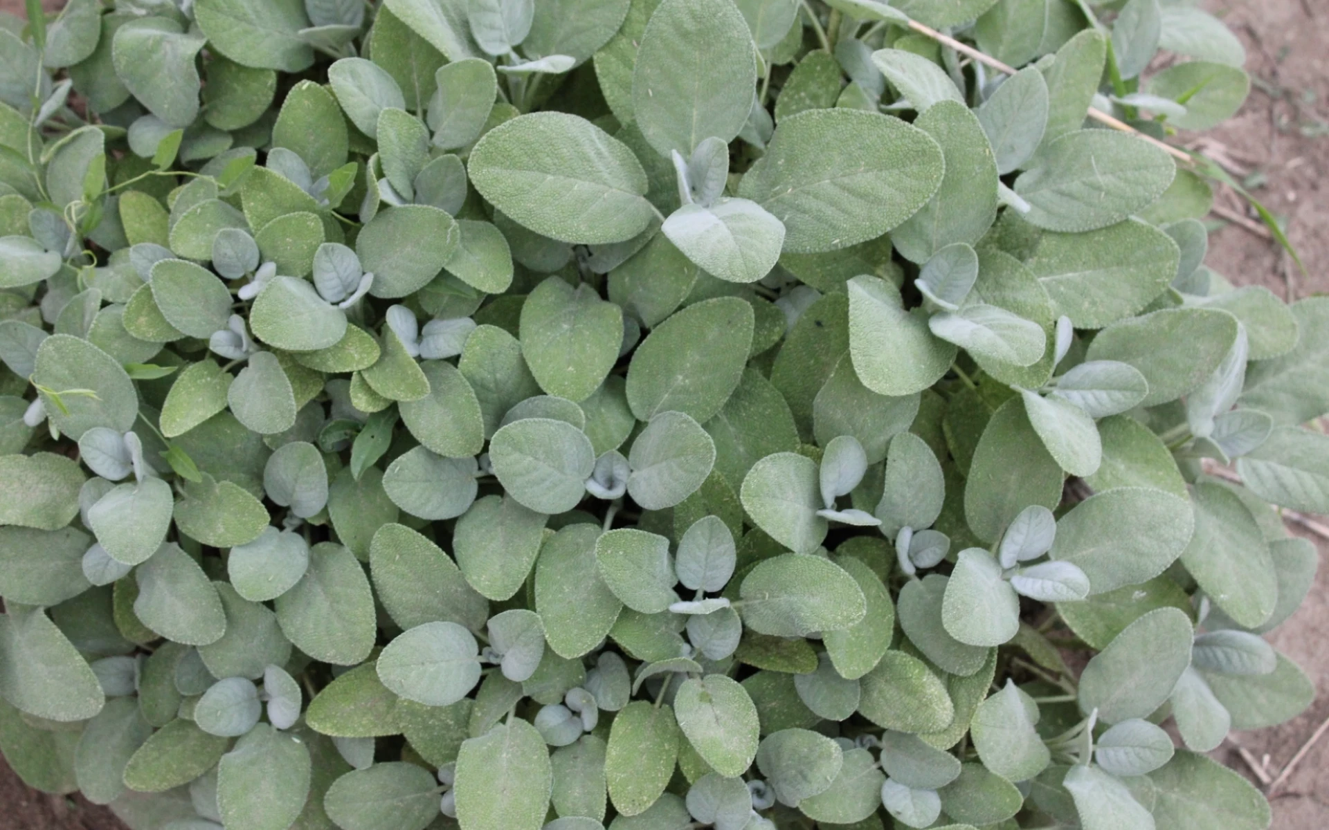 Zazimování šalvěje: Vyhněte se některým chybám a dopřejte bylině spokojené přezimování