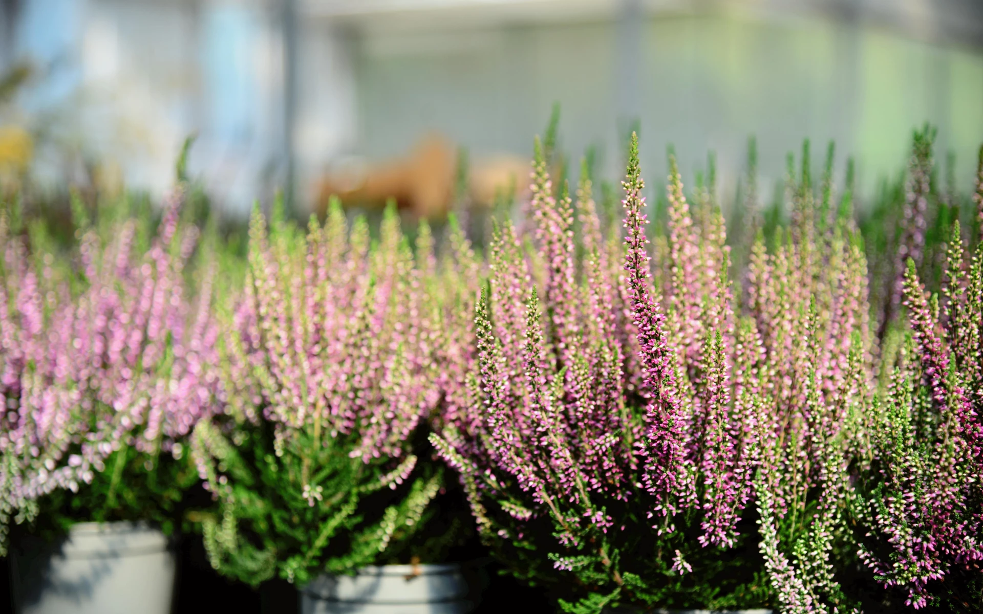 Jak založit vřesoviště a na co dbát při výsadbě: Objevte kouzlo těchto nenáročných rostlin