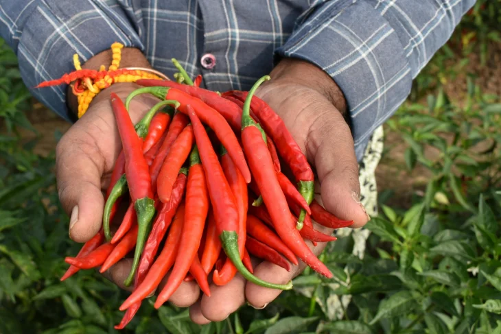 Chilli na hraboše, které škůdce vypudí ze zahrady