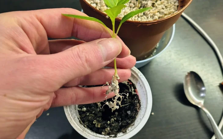 Pikýrování sazenic paprik